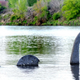 Illustration for article titled Wisconsin seeks to deport Loch Ness Monster